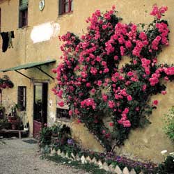 A courtyard of a farmhouse in Chianti