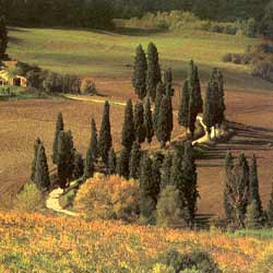 Montespertoli: A shot of the countryside