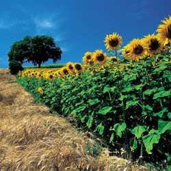 Asciano: Summer landscape